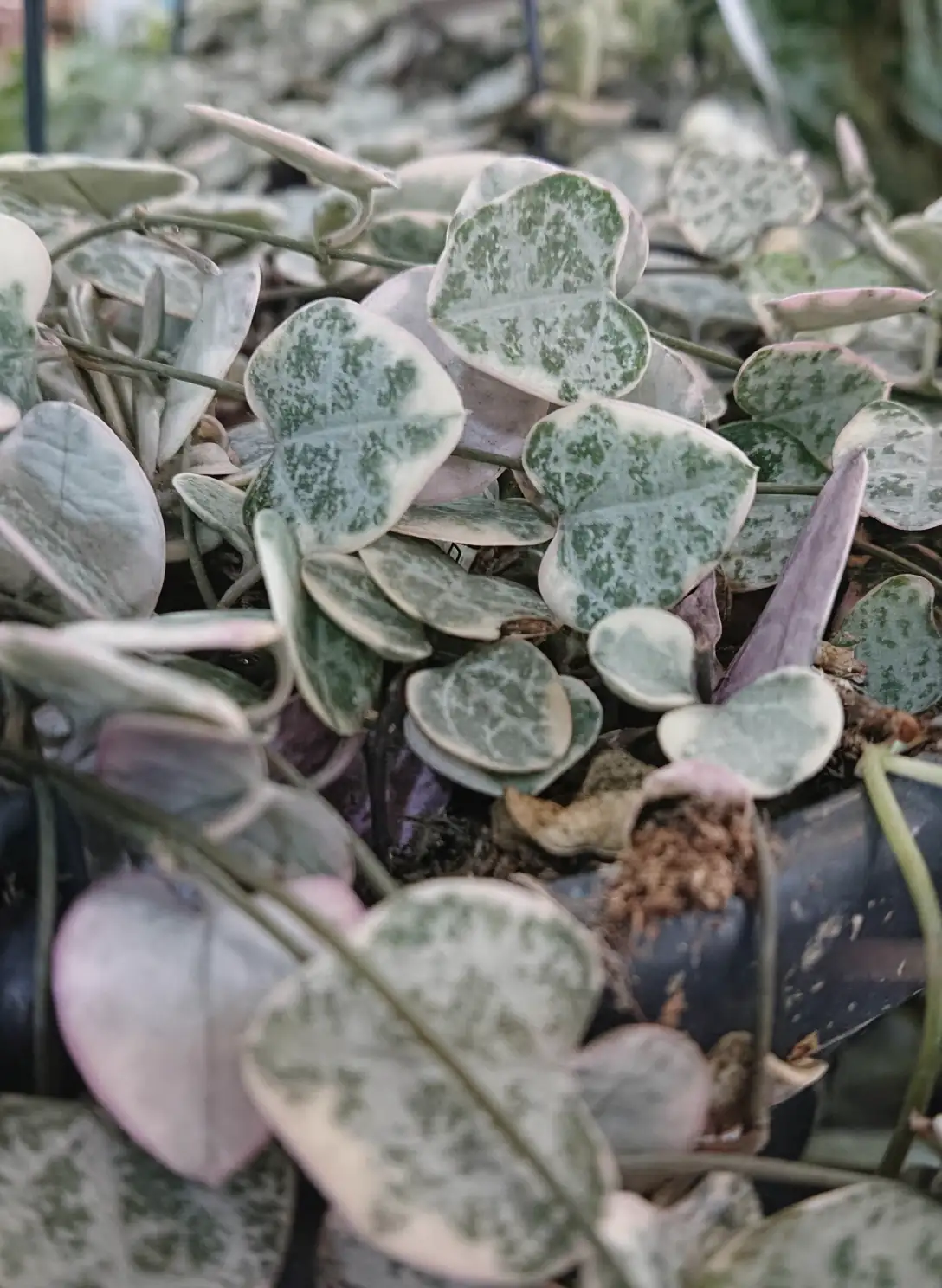 Ceropegia woodii leaf color change