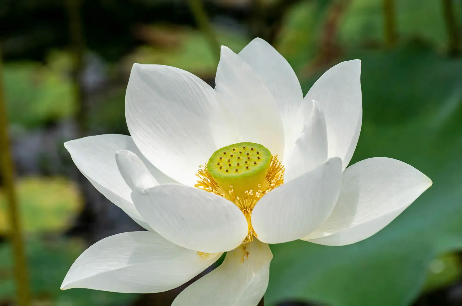 white lotus close-up