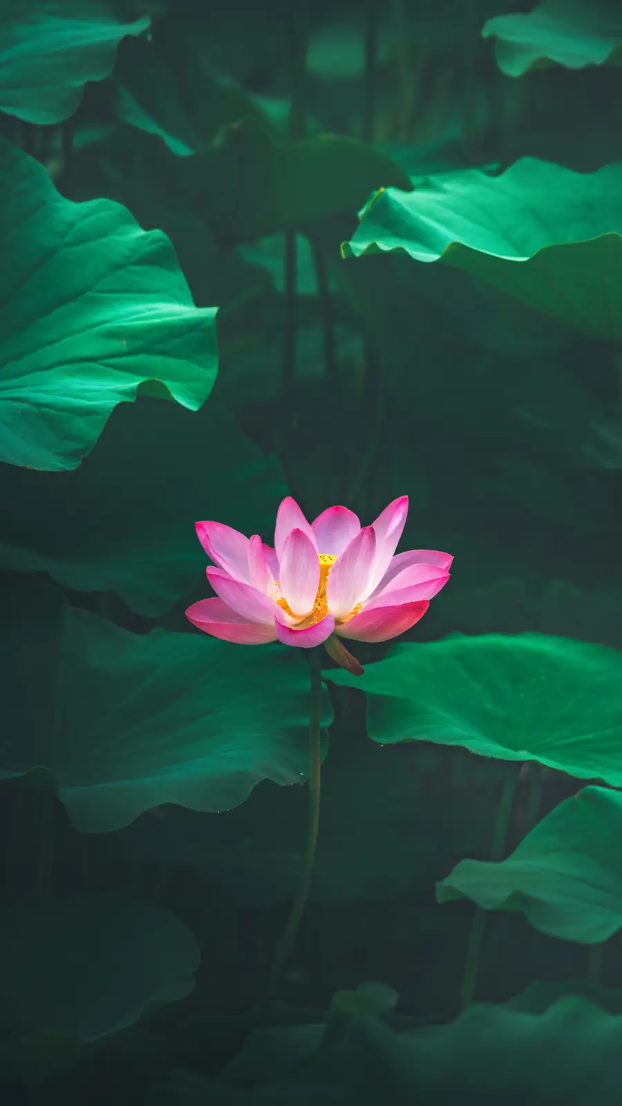 ancient Chinese poetry lotus