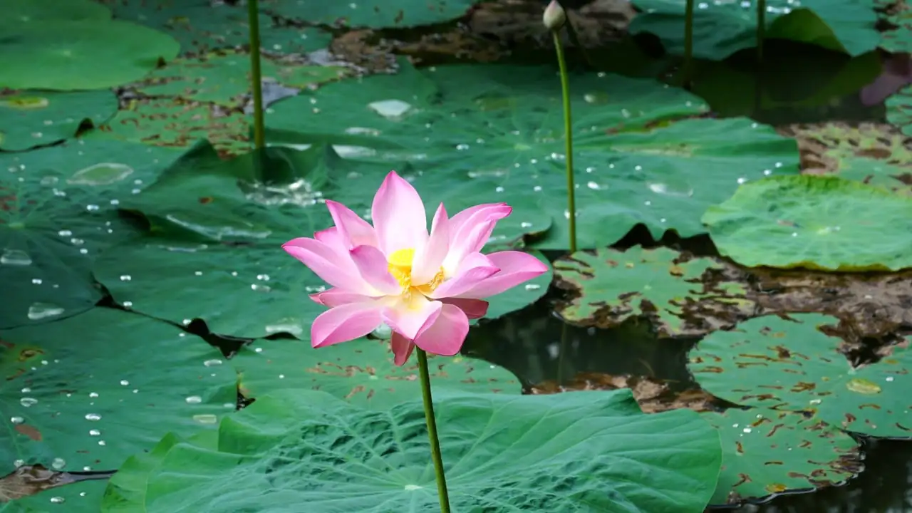 lotus pond construction process