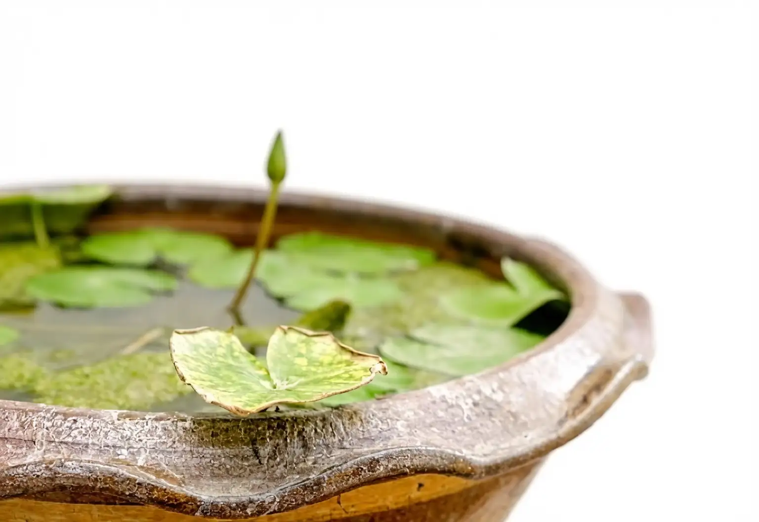 lotus planting in pots