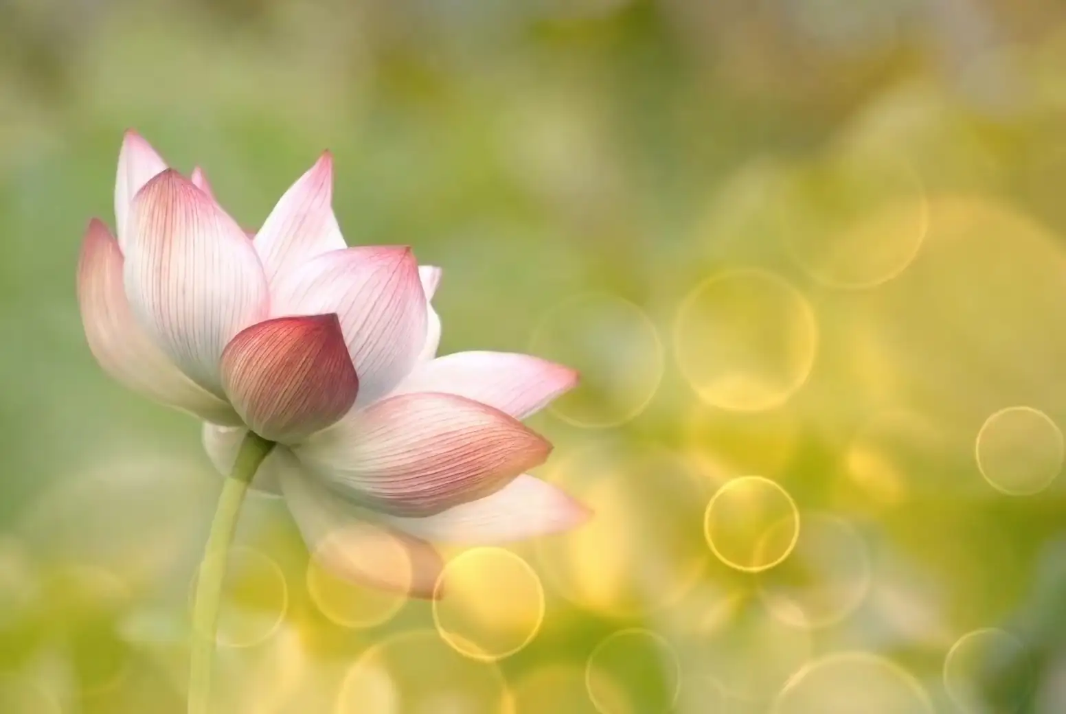 lotus in full sunlight