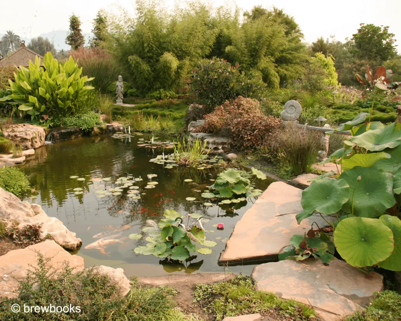 lotus pond garden