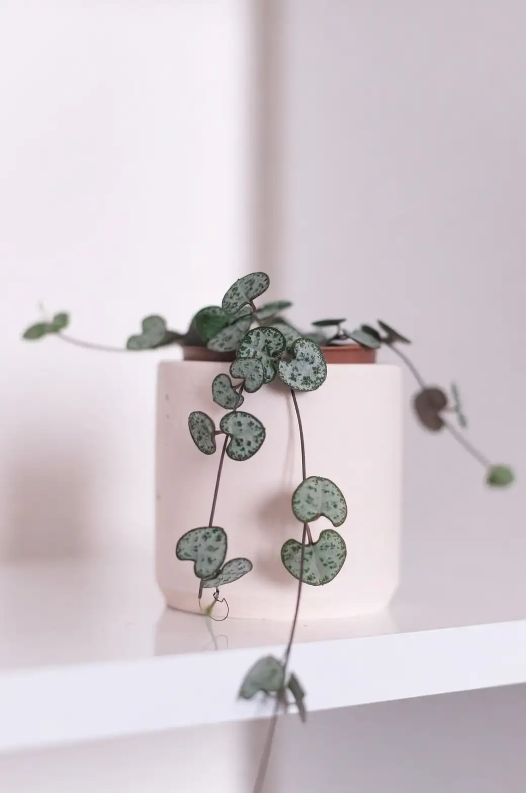 Ceropegia woodii indoor care