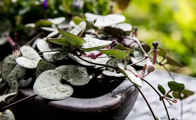 Ceropegia woodii hanging basket