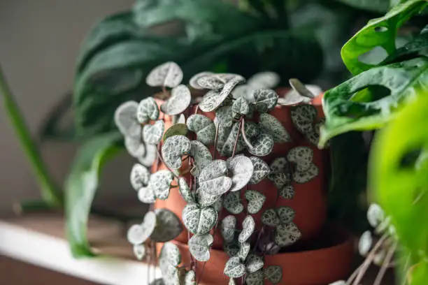 Ceropegia woodii in terracotta pot