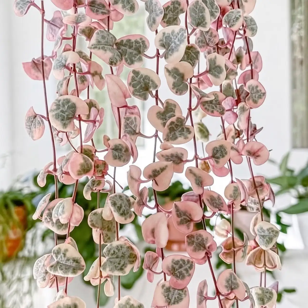 Ceropegia woodii romantic setting