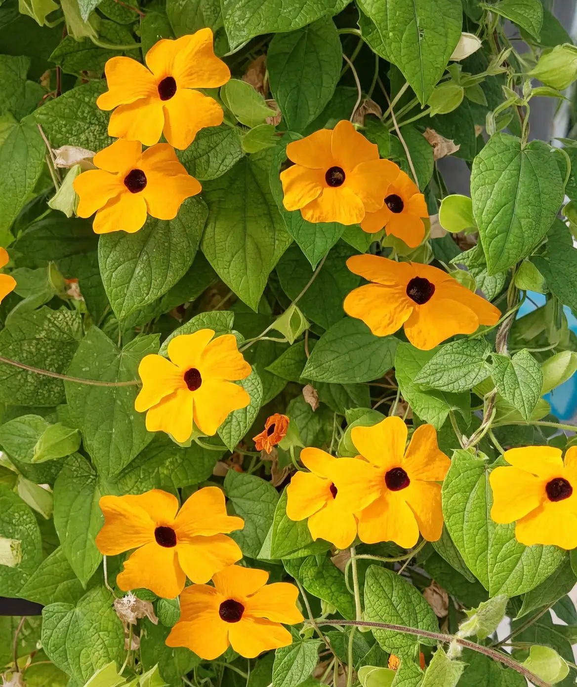 black-eyed susan vine sunlight exposure