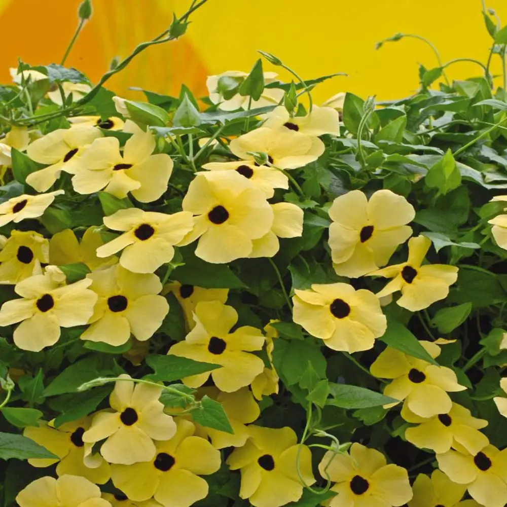 fertilizing black-eyed susan vine