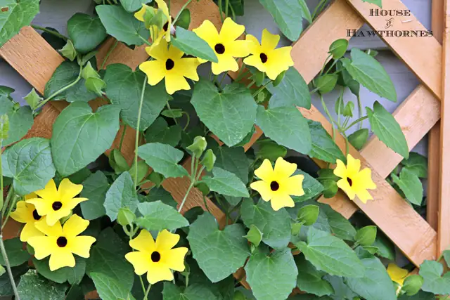 pruning black-eyed susan vine