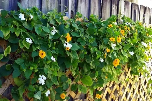 black-eyed susan vine garden wall