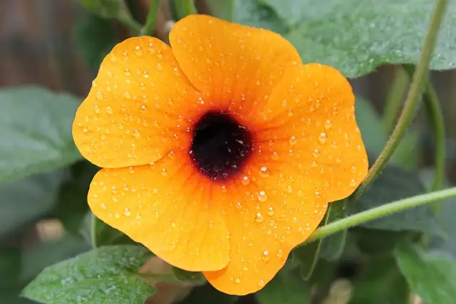 watering black-eyed susan vine