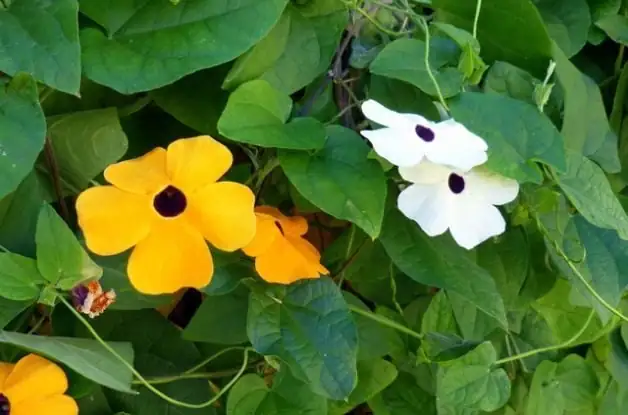 black-eyed susan vine in tropical garden
