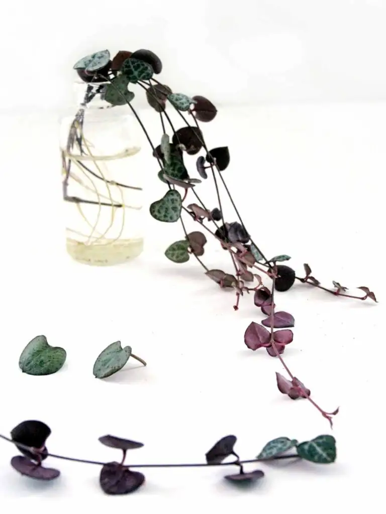 string of hearts propagation cuttings
