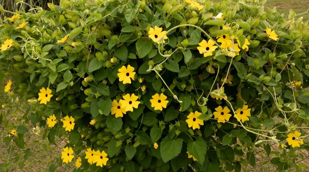 black-eyed susan vine sunlight