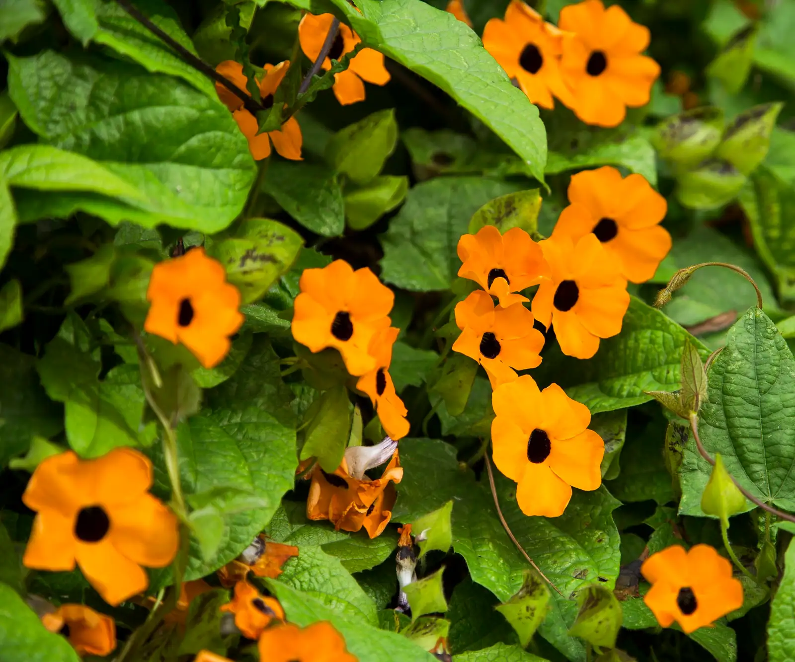 black-eyed susan vine humidity