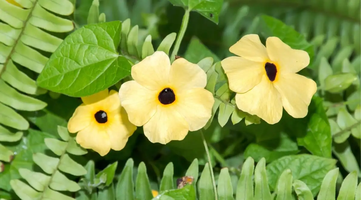 black-eyed susan vine seeds close-up