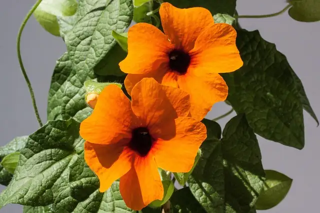 black-eyed susan vine cutting propagation