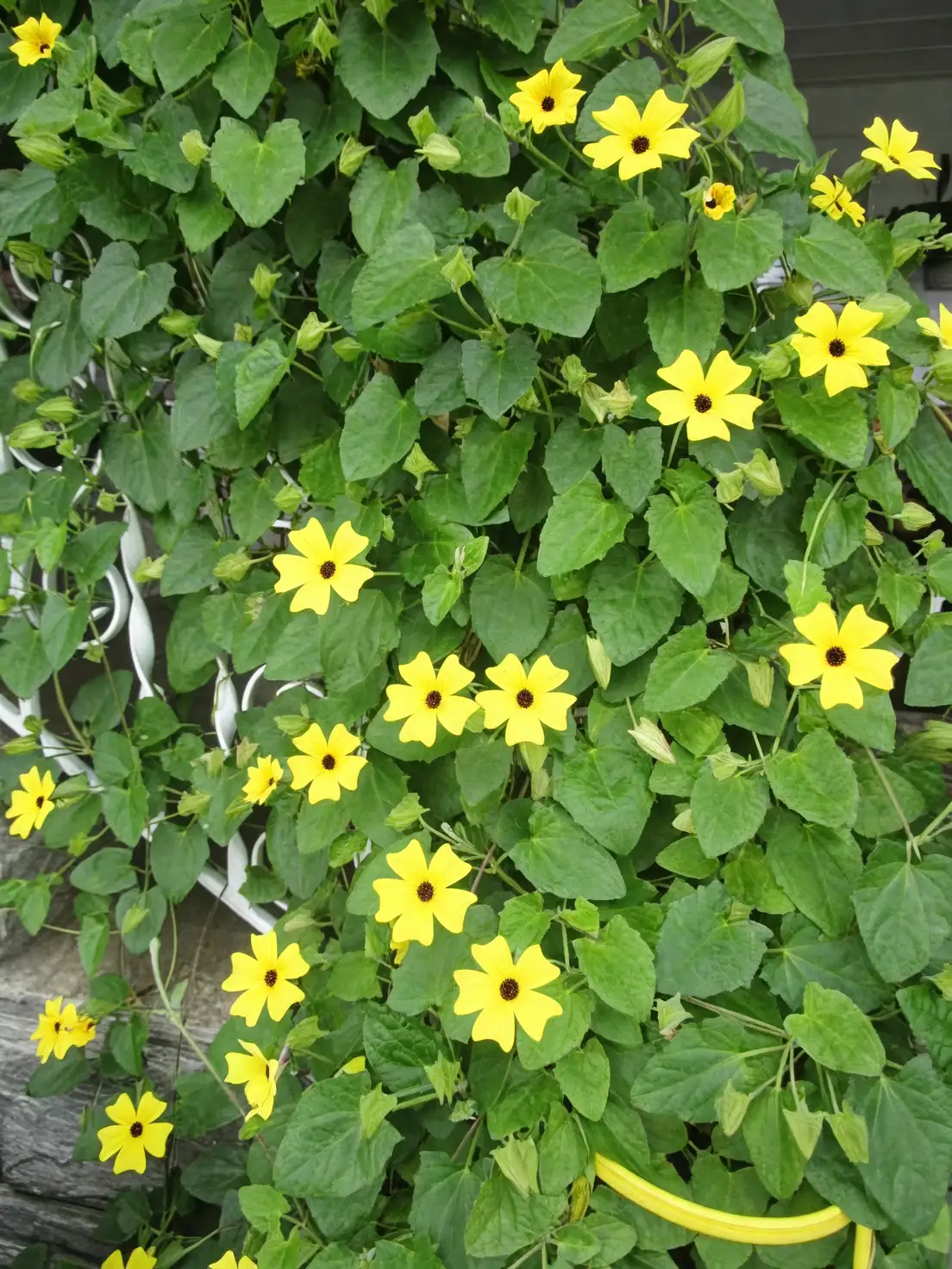 black-eyed susan vine layering technique