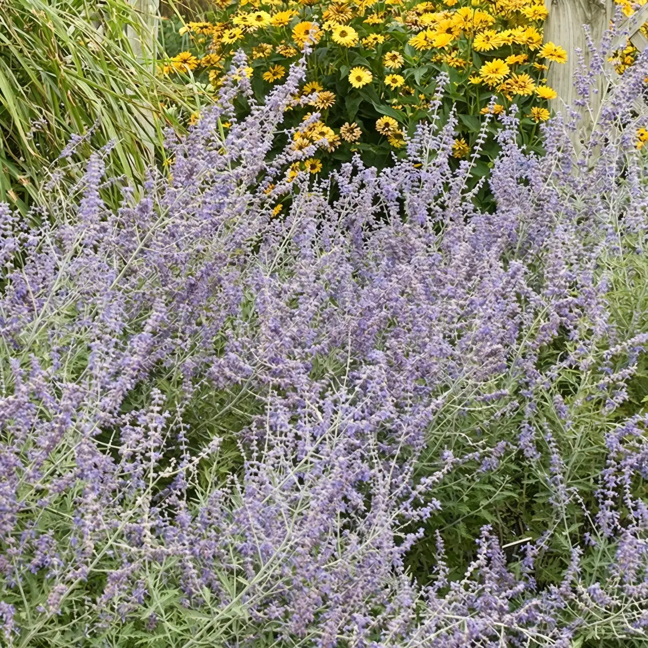 russian sage garden contrast
