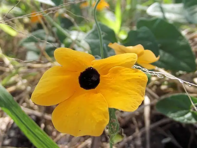 black-eyed susan vine vertical garden