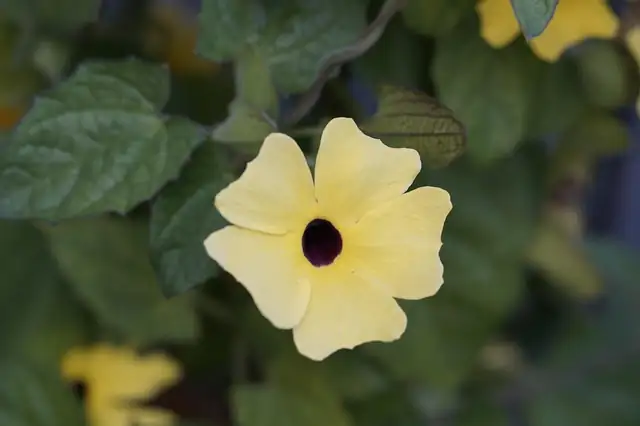 black-eyed susan vine symbolism