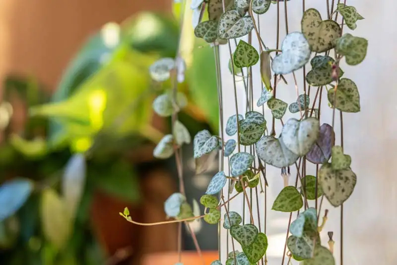 string of hearts sunlight exposure