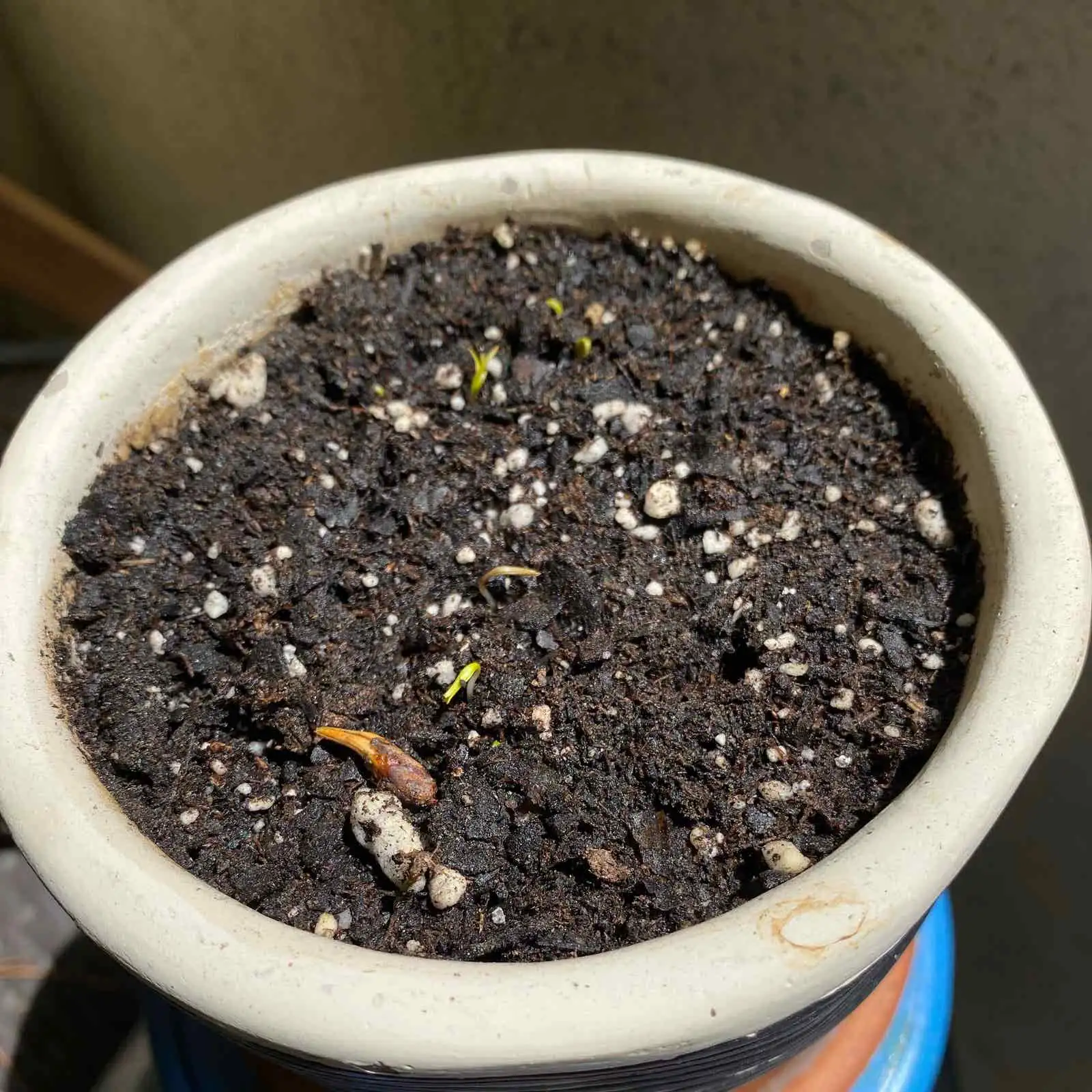 poppy soil drainage setup