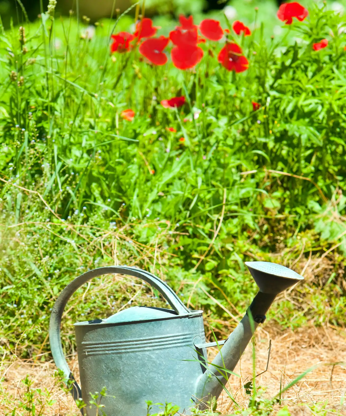 watering poppy plant garden