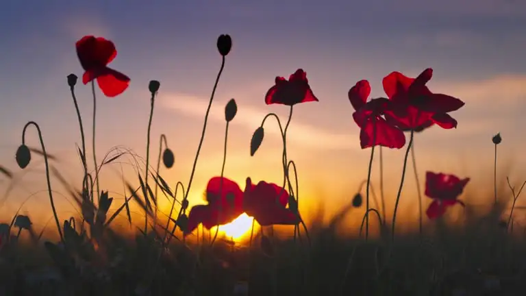 red poppy cultural symbolism