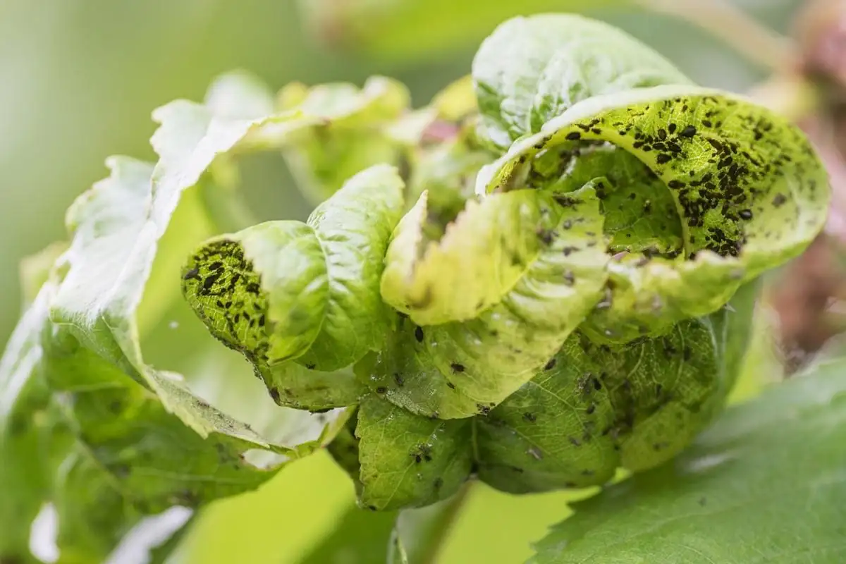 aphids on poppy leaves close-up