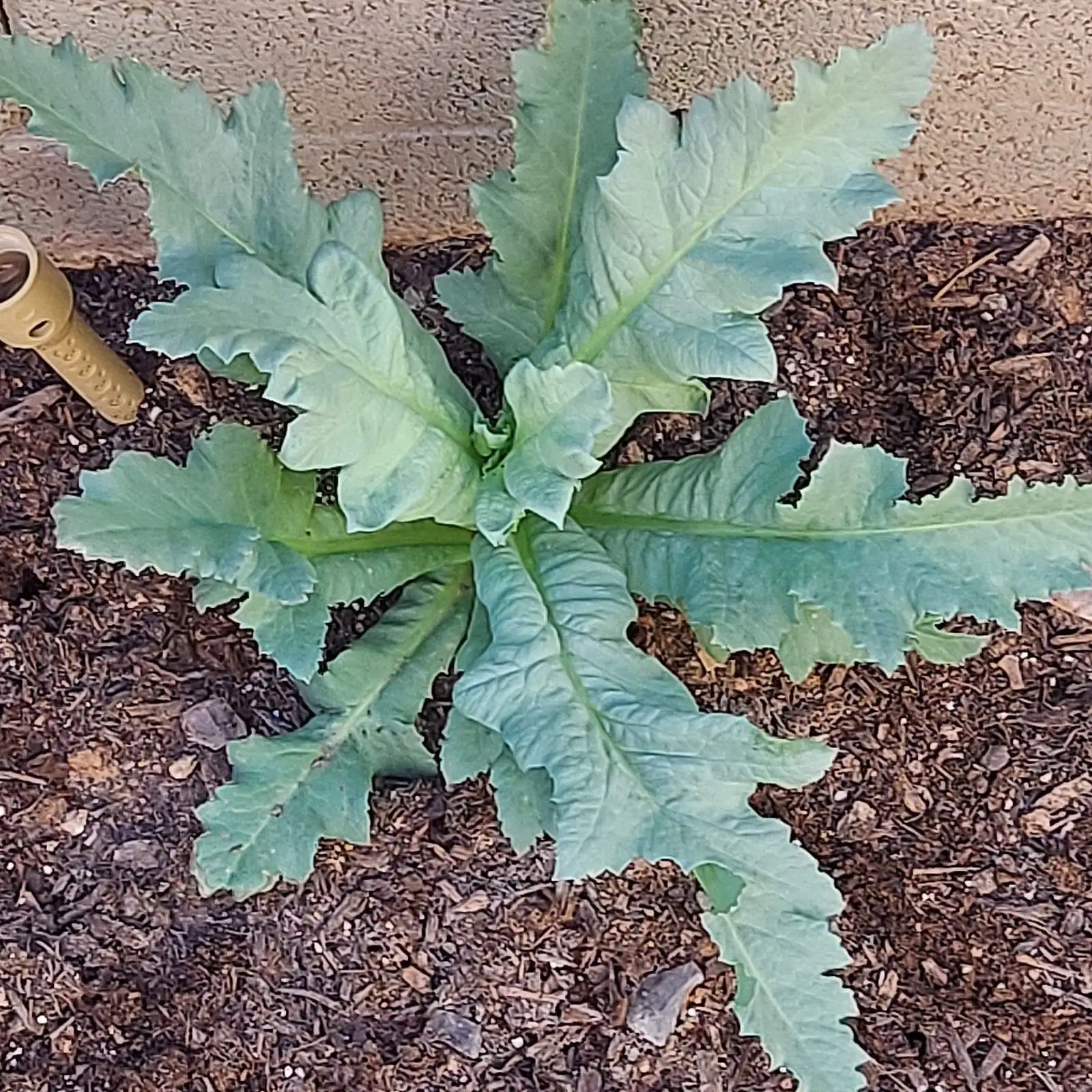 poppy root rot soil issue