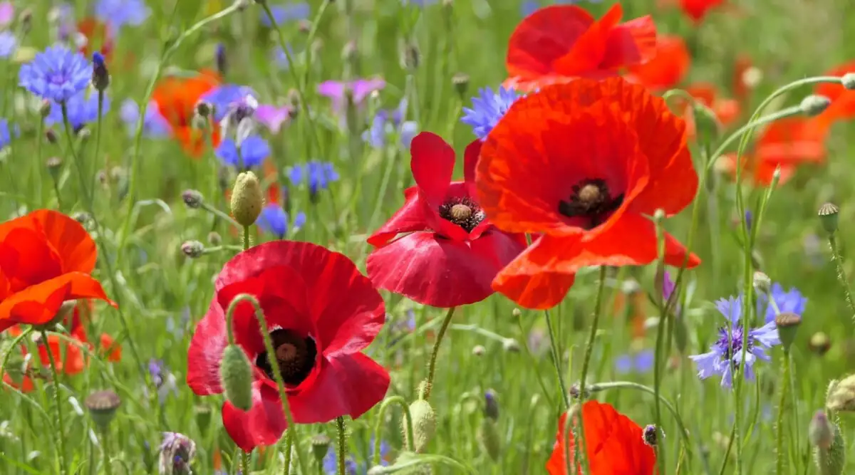 poppy in sunlight garden
