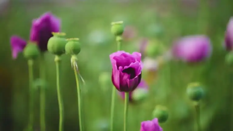 poppy plant medicinal use ancient