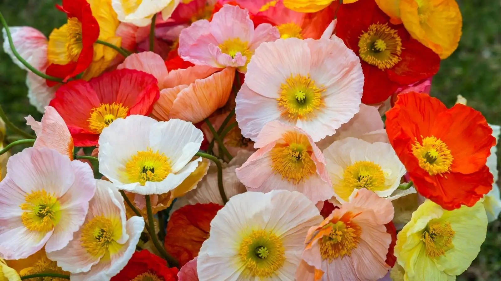 poppy flower garden vibrant colors