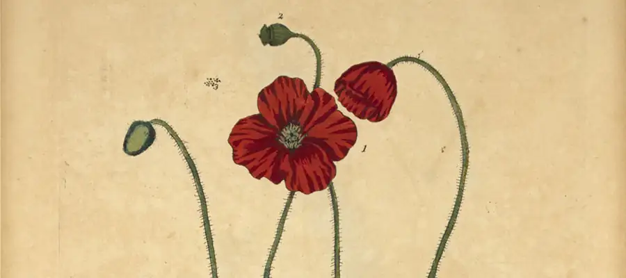 ancient poppy cultivation illustration