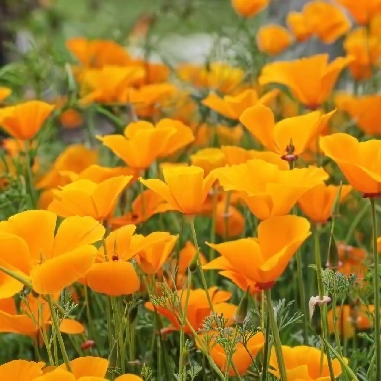 poppy sunlight garden