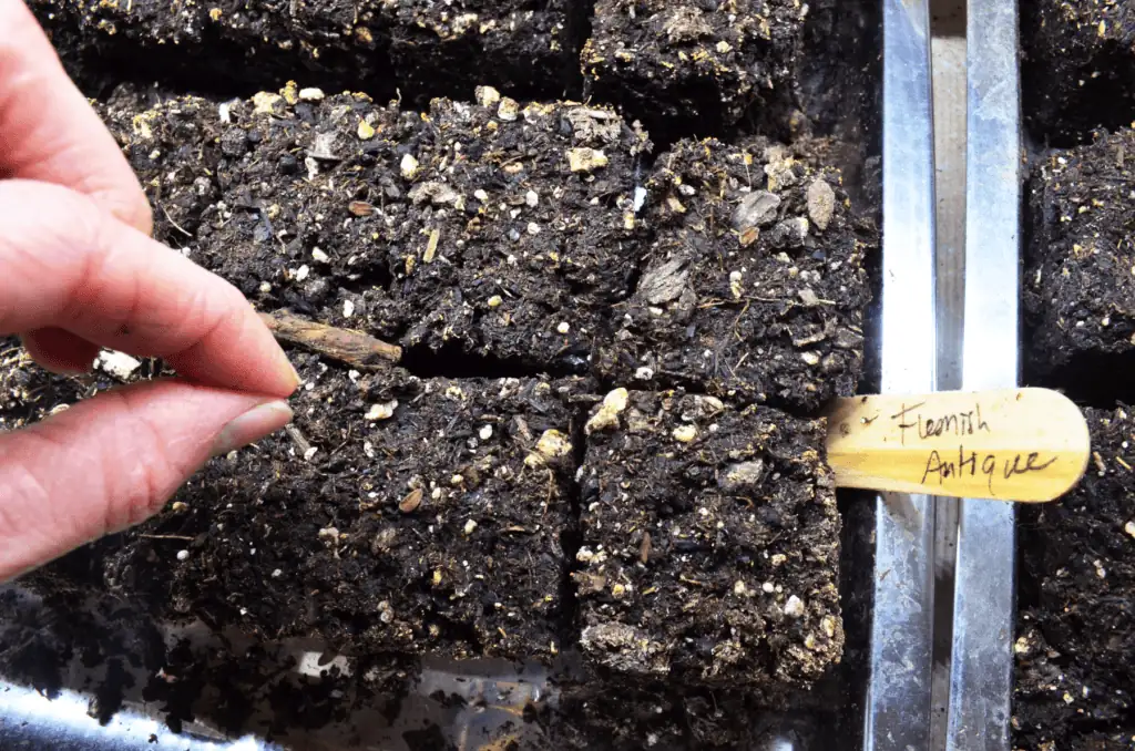 poppy seed sowing hands