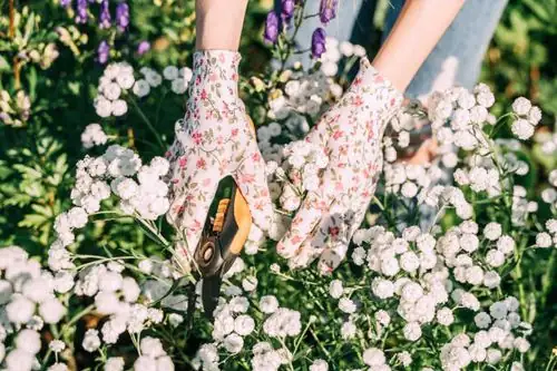 poppy plant pruning shears