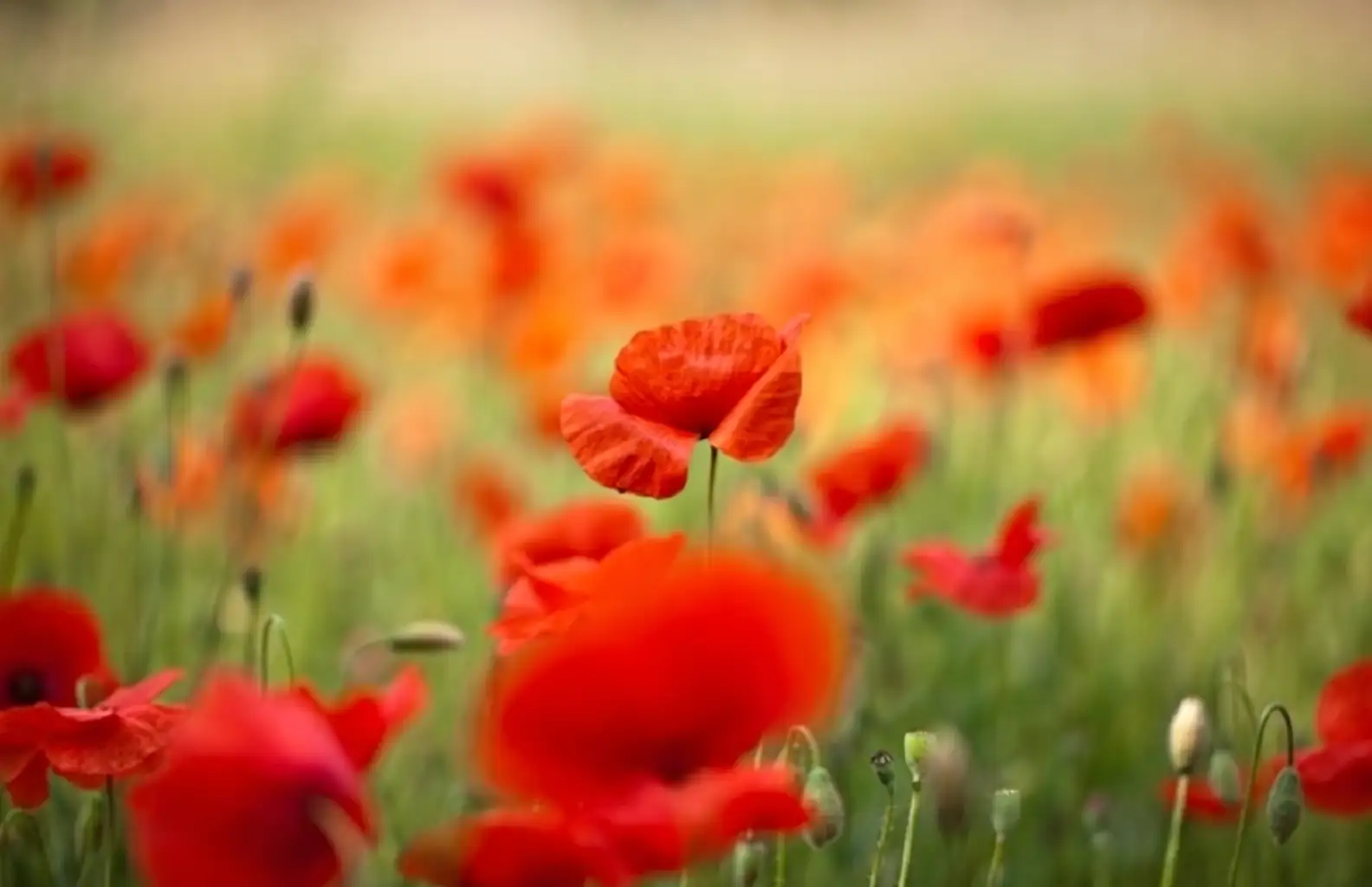corn poppy in spring garden