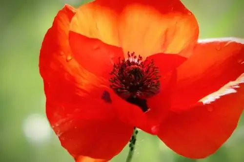 poppy flower close-up