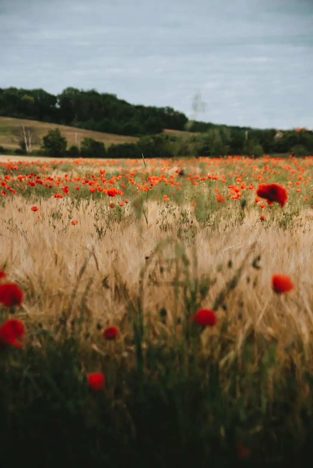 corn poppy field in Europe