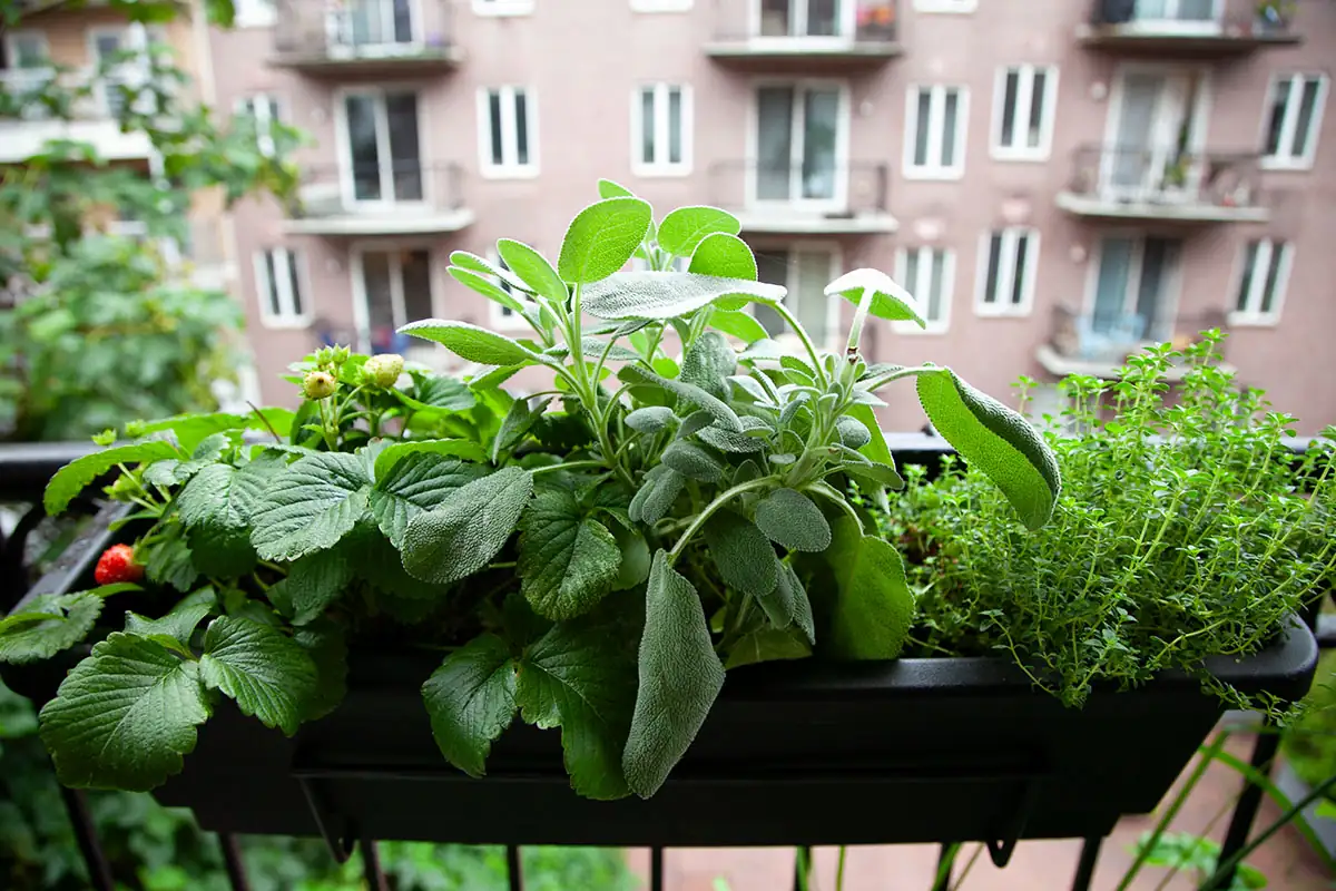 thyme on balcony