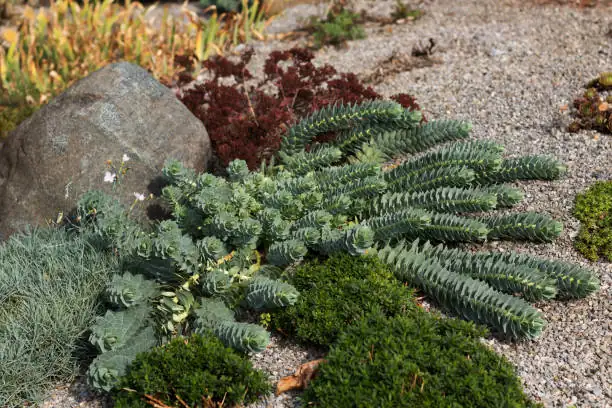 thyme in rock garden
