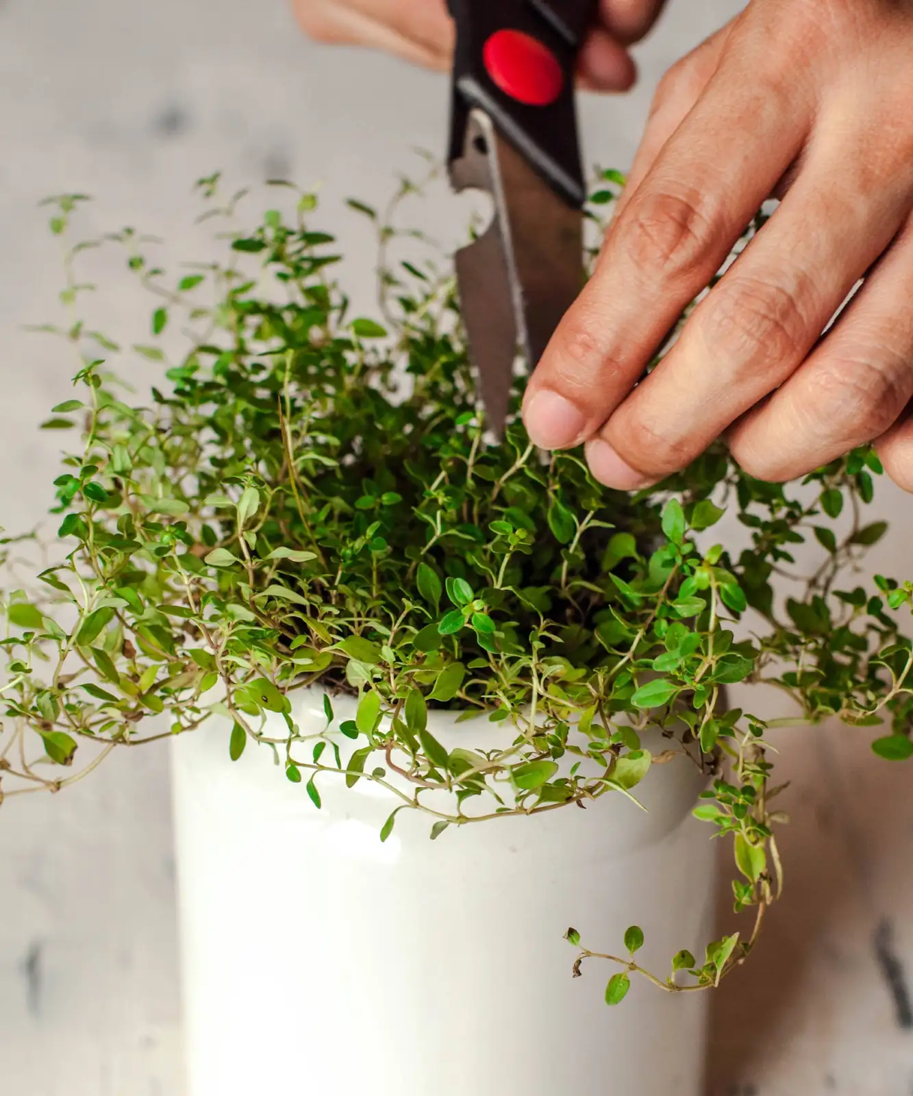 pruning thyme plant