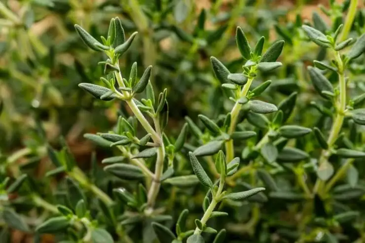 thyme plant with pests
