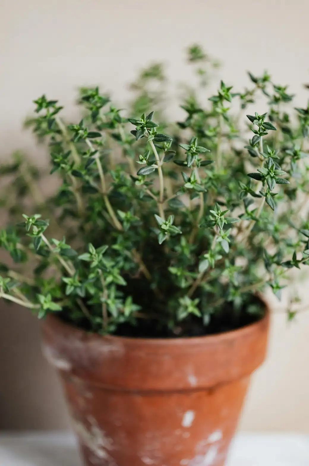 watering thyme plant