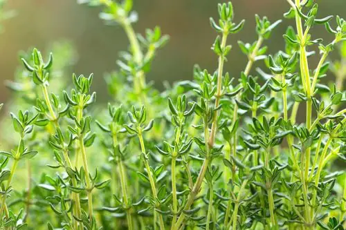 healthy thyme leaves close-up