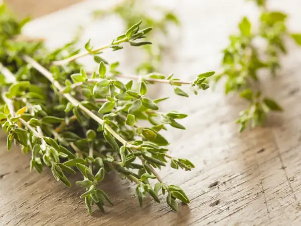 thyme in cooking