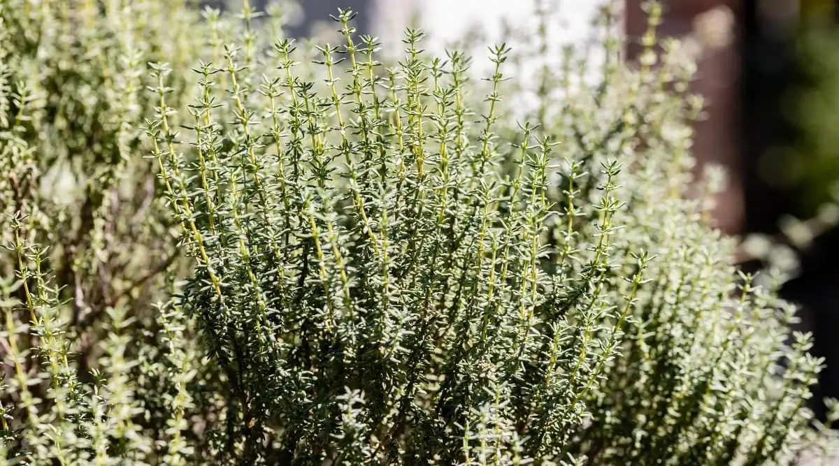 thyme growing in garden